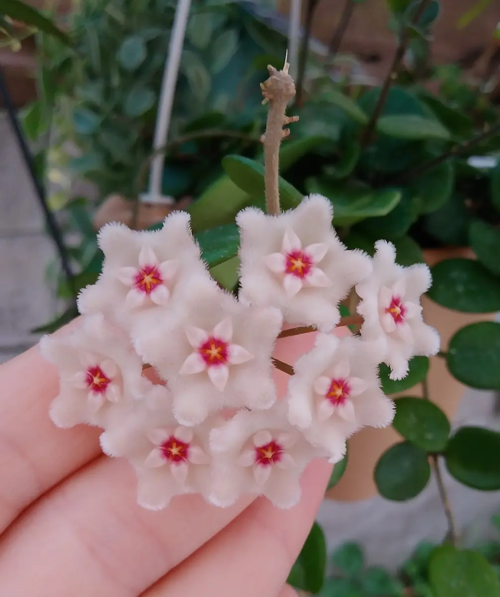 ホヤ　パキクラダ　斑入り＋マチルダ ホヤ マチルダ斑入り | Gardenえん 【観葉熱帯植物・多肉植物】