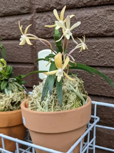 今日のお花たち（セロジネ・風蘭）｜園芸日記byカワモチ｜みんなの趣味