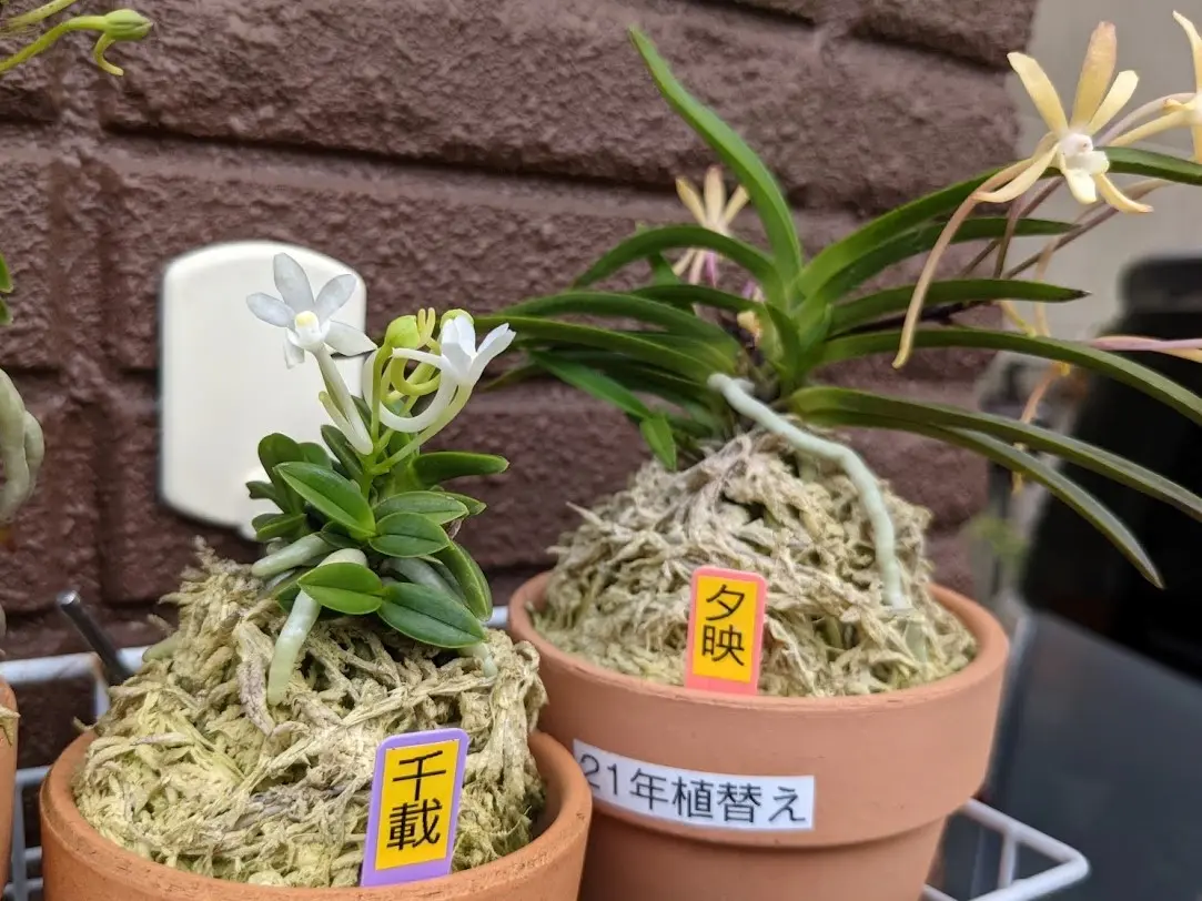 今日のお花たち（セロジネ・風蘭）｜園芸日記byカワモチ｜みんなの趣味