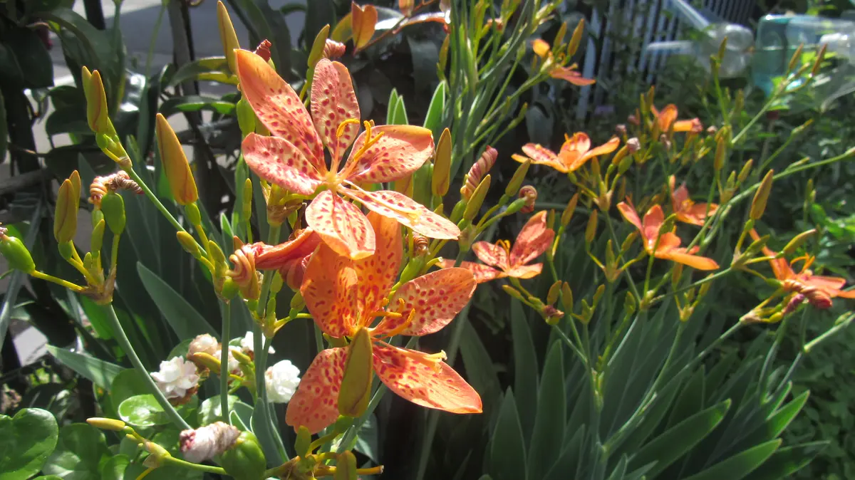 mizu ヒオウギ（日扇） mizu ヒオウギ（日扇） 楽天市場】【ヒオウギ属