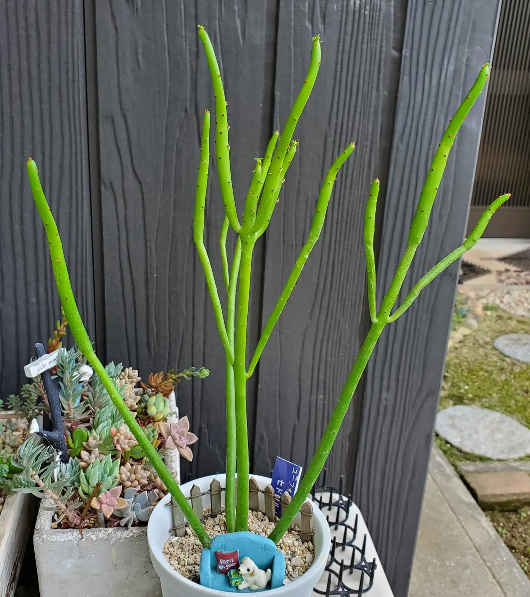 こんな植物、何が面白いんだ😄｜園芸日記byたにくっちゃん(旧:エアー