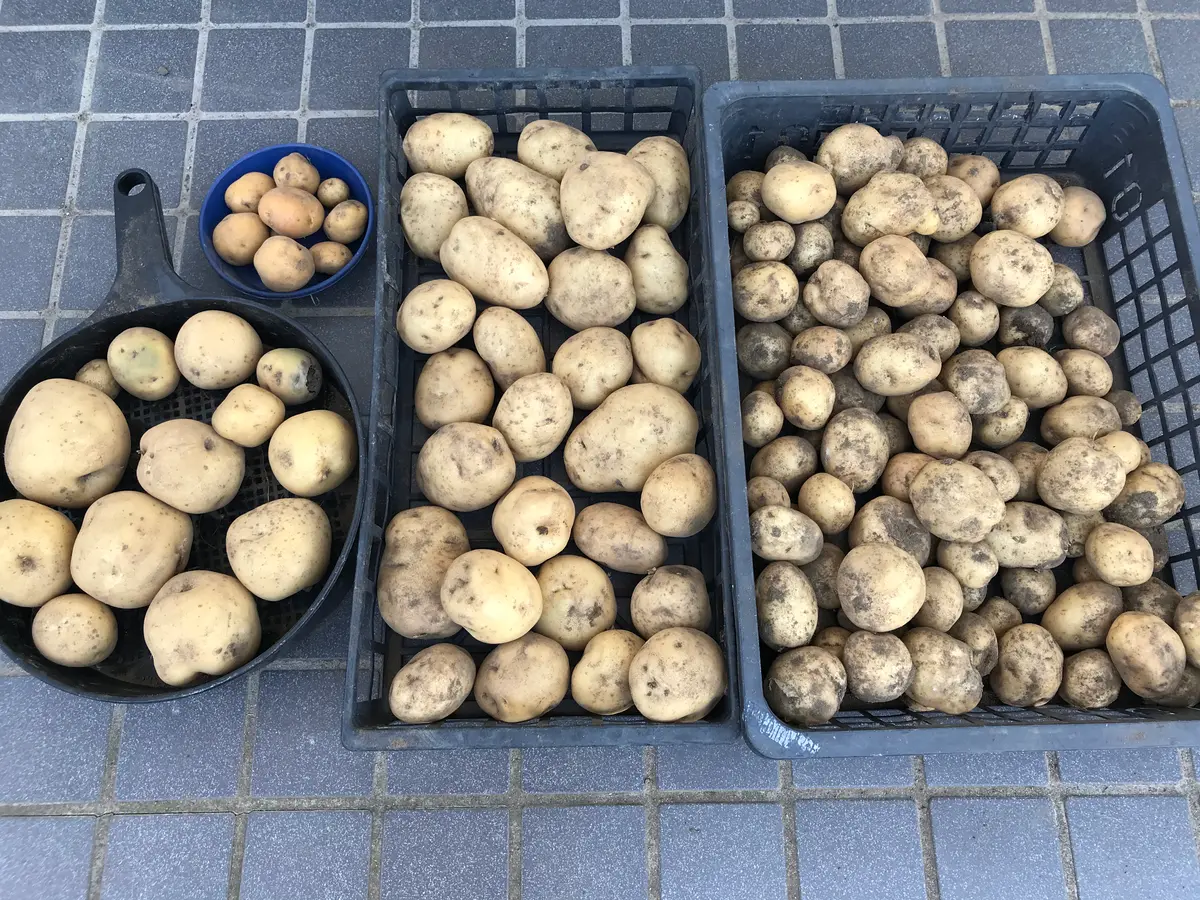 ジャンボサイズ 30kg じゃがいも 26 【公式通販】