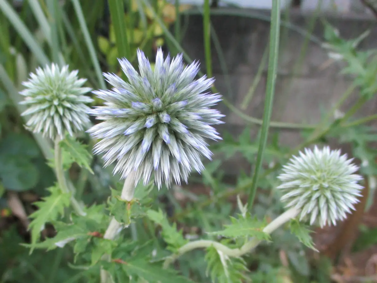 瑠璃玉アザミ｜園芸日記byたーたん｜みんなの趣味の園芸｜845493
