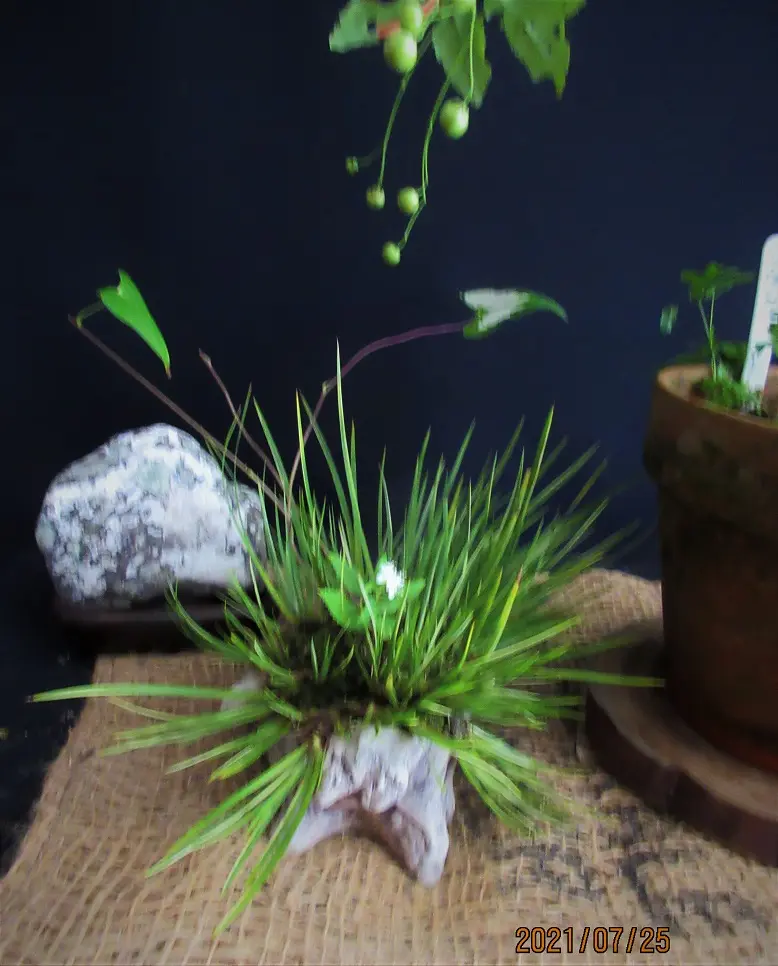 マユミ『ツリバナマユミ』をお勧めします。｜園芸日記bymeika