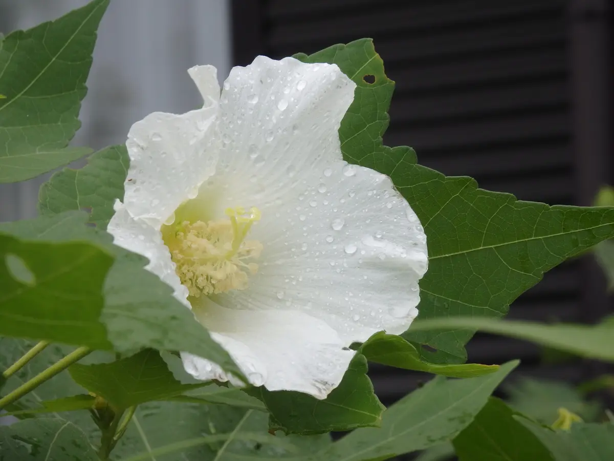 芙蓉葵オーダー 芙蓉葵様専用オーダー
