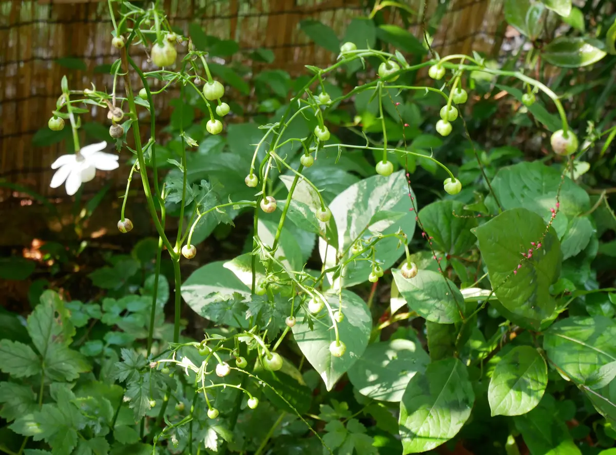 山野草、黄花系（素心）クマガイソウ大花芽2芽株 山野草、黄花系（素心）クマガイソウ大花芽2芽株 山野草、黄色系素心