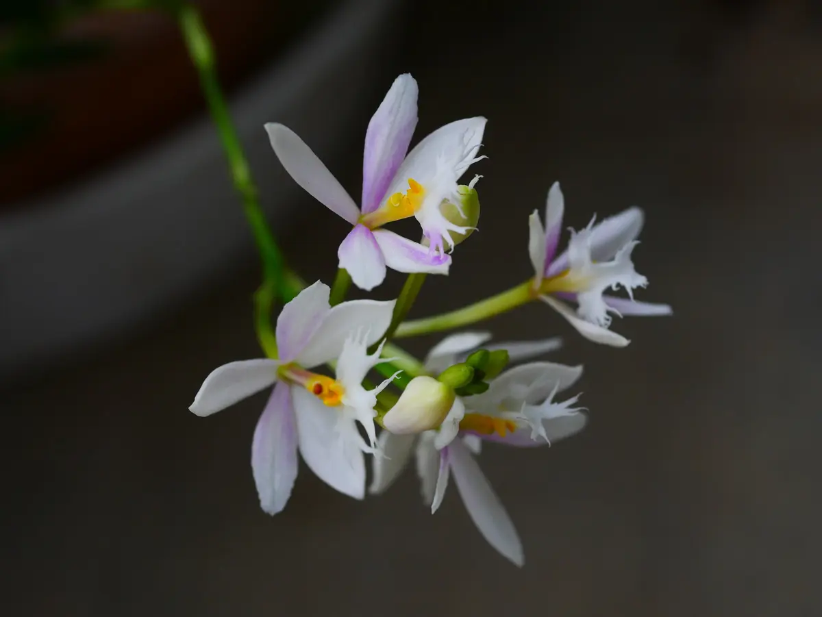 蘭の開花｜園芸日記byうめ｜みんなの趣味の園芸｜848590