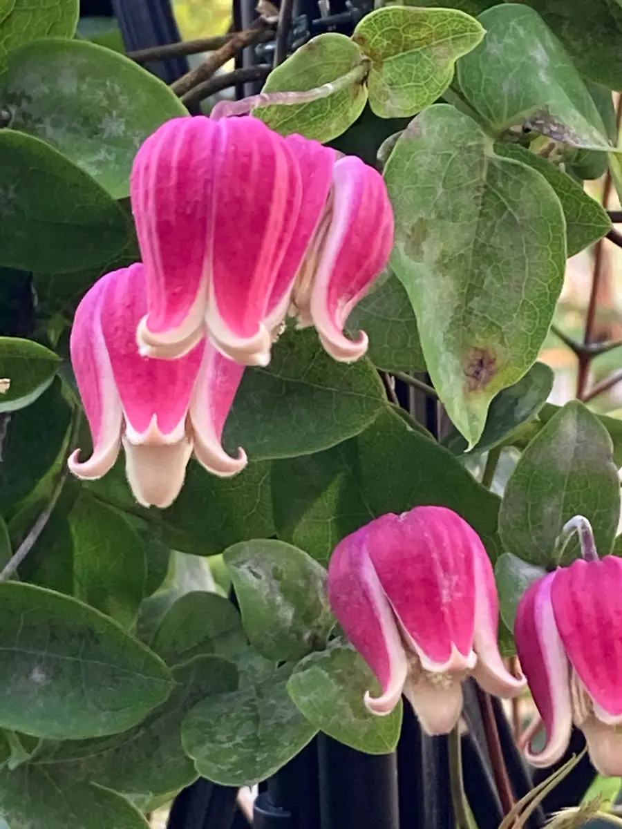 Jardin de Violettes | 竹間さんの新着 壷型クレマチス✨ 今季の