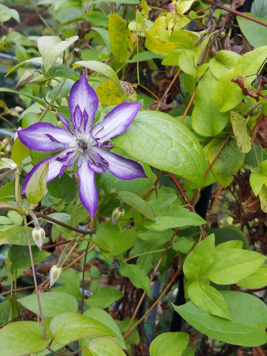 ✿希少クレマチス　アストラノヴァ大苗✿ ✿クレマチス アストラノヴァ大苗✿ クレマチスは何年育てても謎だらけf(