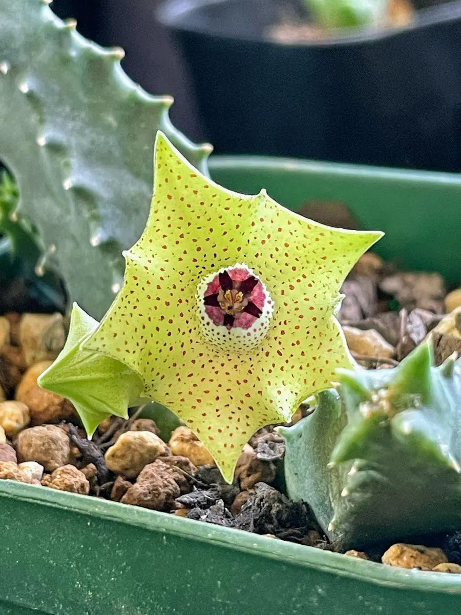 多肉植物　ガガイモ　フェルニア　抜き苗 多肉植物 ガガイモ フェルニア 抜き苗 【公式通販】