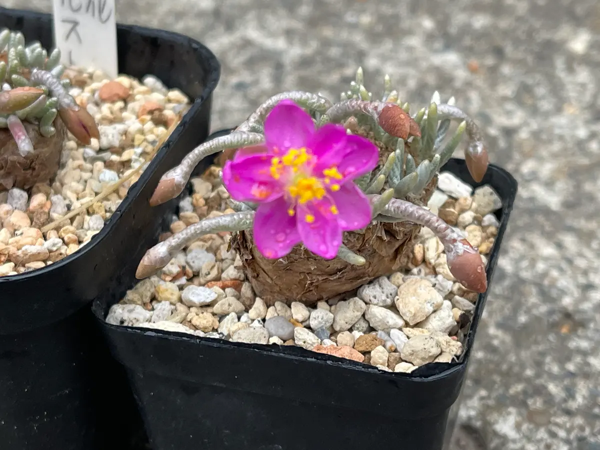 アボニアクイナリア2｜園芸日記byyakumo｜みんなの趣味の園芸｜850251