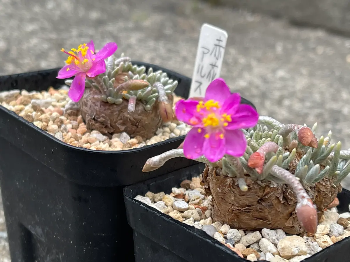 アボニアクイナリア2｜園芸日記byyakumo｜みんなの趣味の園芸