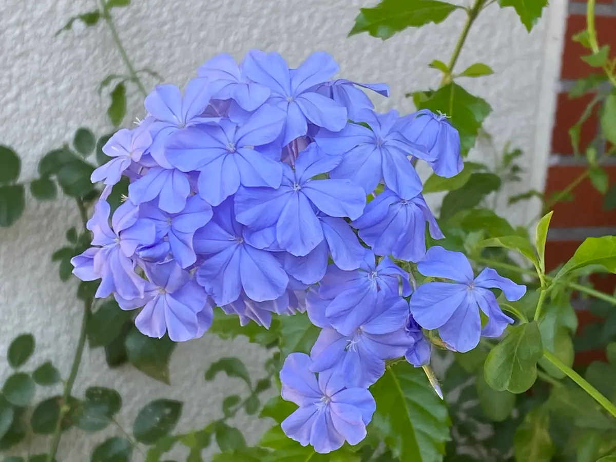 花摘みの連作 クリスマスの寄せ植え｜園芸日記by八千代椿｜みんなの趣味の園芸