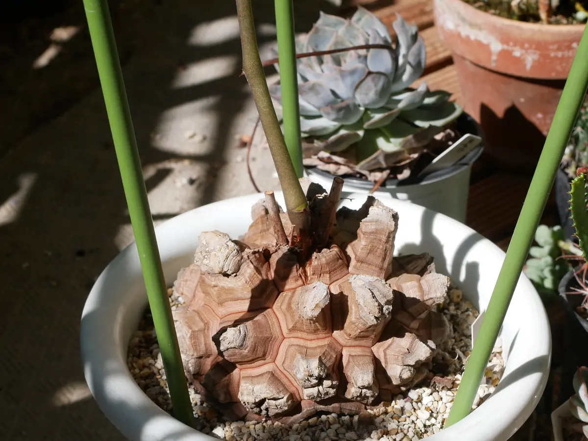 目覚めました！　亀甲竜　約８ｃｍ　鉢ごと発送 亀甲竜 目覚め後 | Pachytycedium