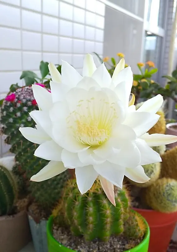 サボテン金盛丸のお花が咲きました。|園芸日記byなかとも サボテン金盛丸のお花が咲きました。|園芸日記byなかとも