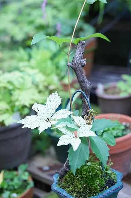 ヘンリーヅタ 斑入りヘンリーヅタ 特大株苗 ヘンリーヅタ（緑葉