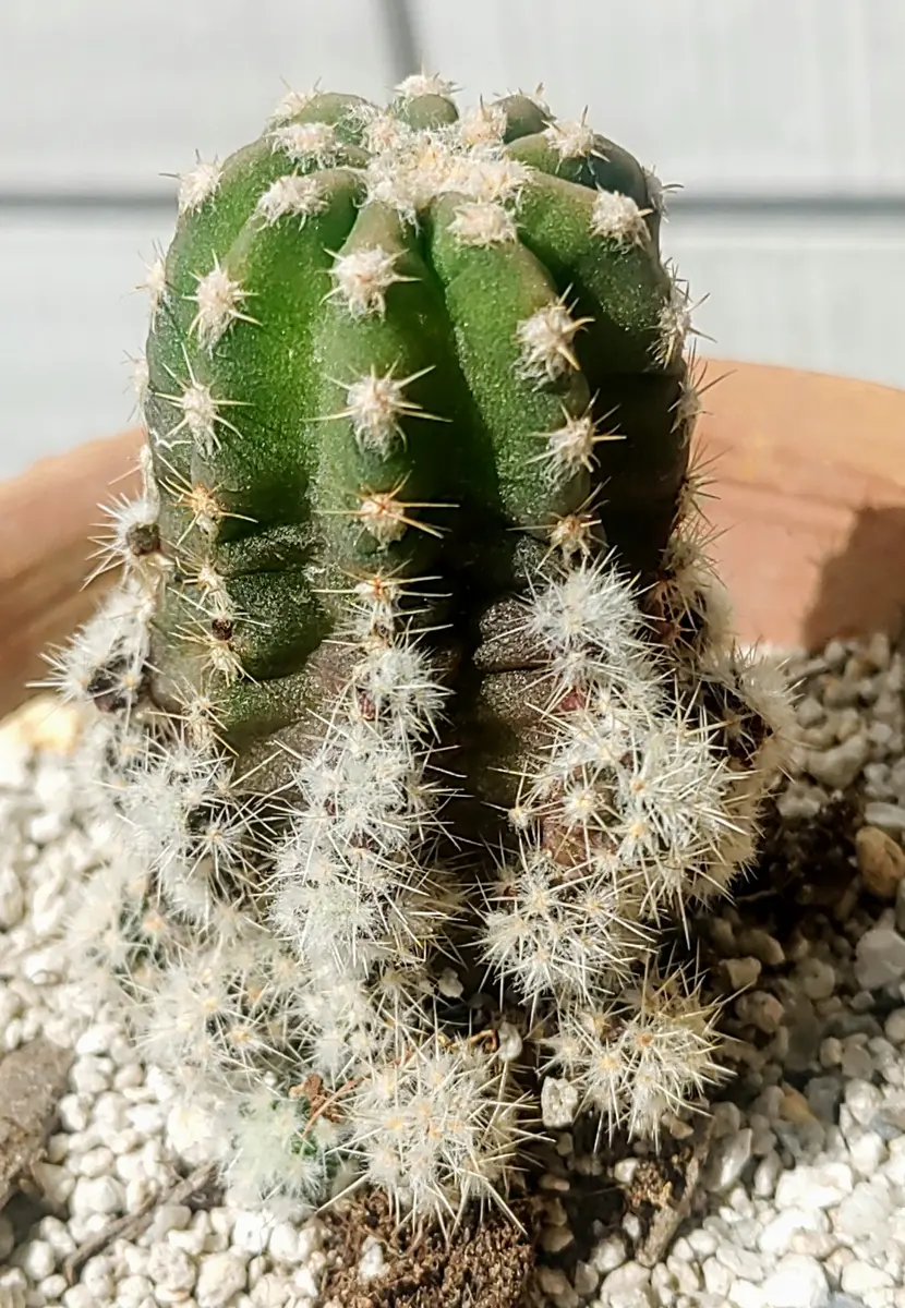 百均出身のサボテン🌵白檀🌵｜園芸日記bypianonmama｜みんなの趣味の