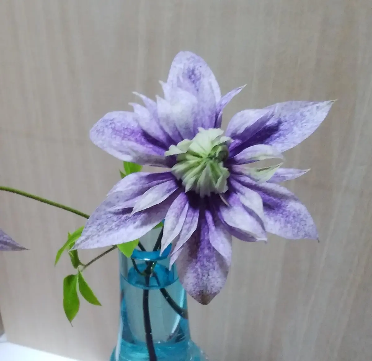 真夏の水面の妖精、押切、会津の風｜園芸日記bytessenjo