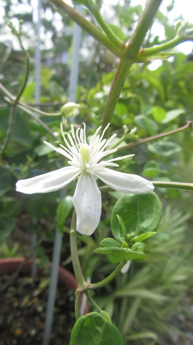 これでも雑草～❔～仙人草｜園芸日記byshinji70｜みんなの趣味の園芸