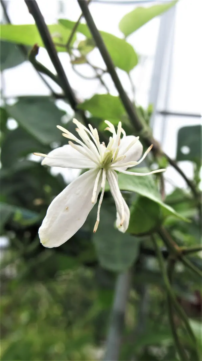 これでも雑草～❔～仙人草｜園芸日記byshinji70｜みんなの趣味の園芸