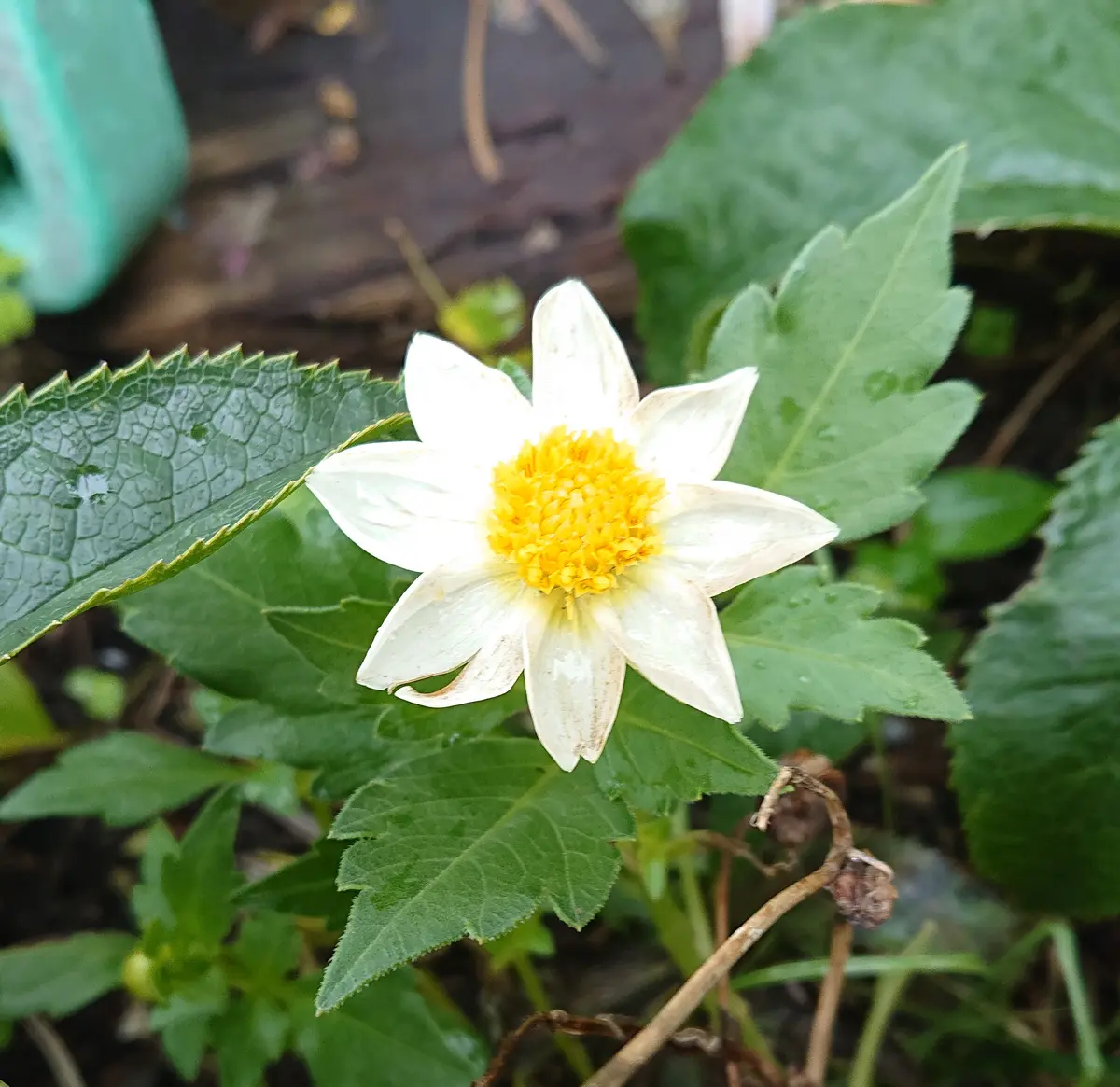 皇帝ダリア挿し木｜園芸日記byシャムちゃん｜みんなの趣味の園芸