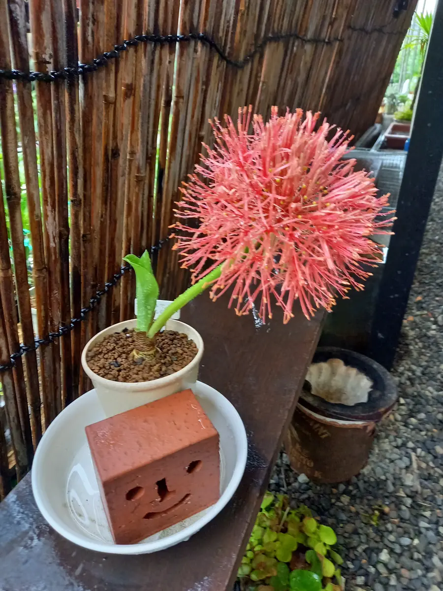 ①マユハケオモト ピンク 2球 球根大