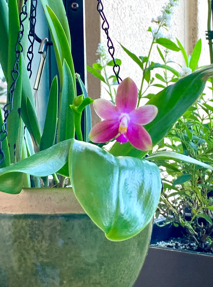 夏咲き胡蝶蘭が開花しました|園芸日記bymo'mo|みんなの趣味の 夏咲き胡蝶蘭が開花しました|園芸日記bymo'mo|みんなの趣味の