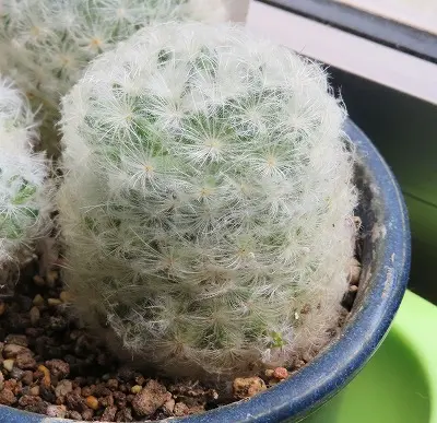 マミラニア 白星 群生 Yahoo!オークション - 希少 ピンク花 白星 群生 実生 マミラリア