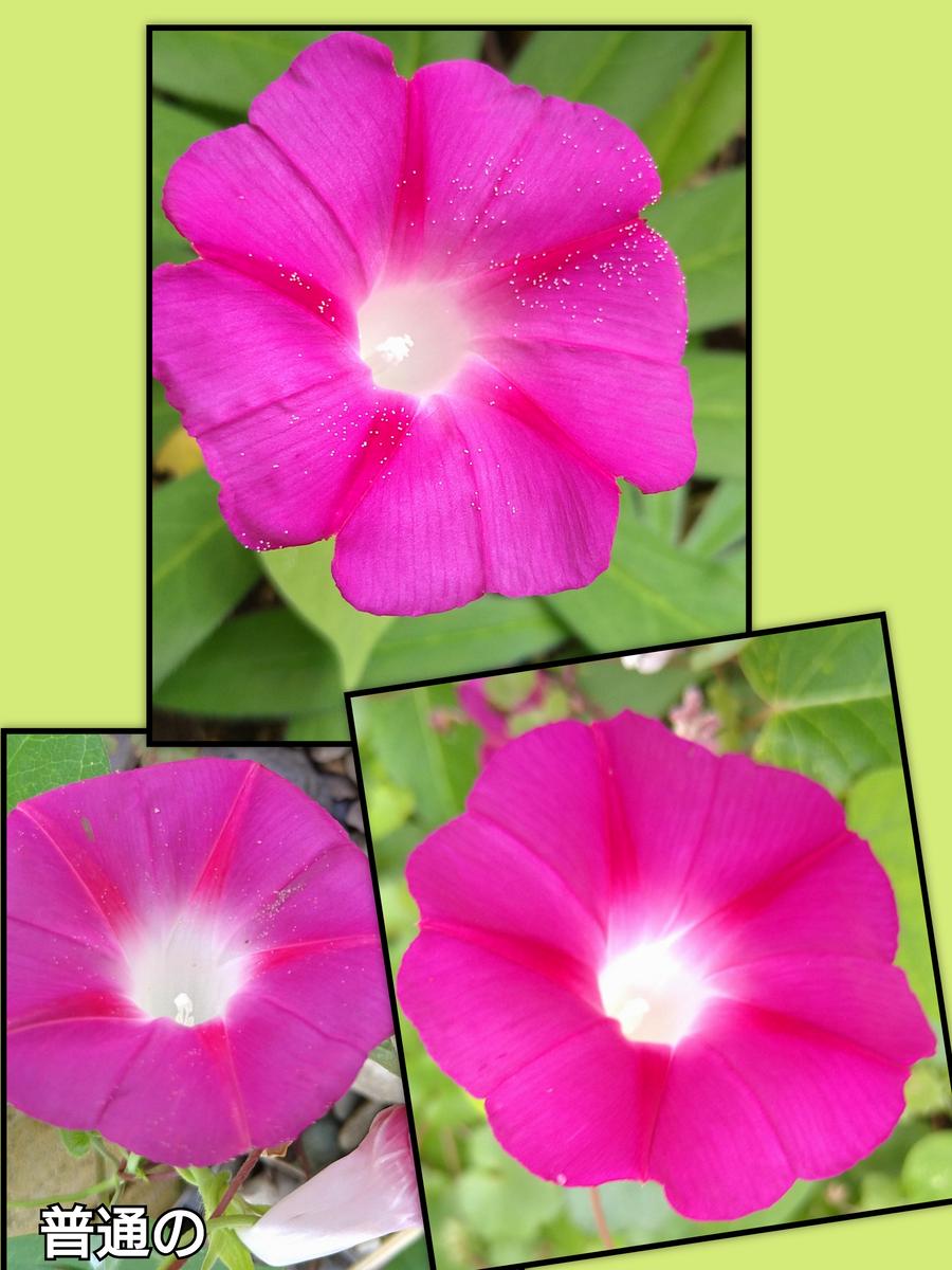 朝顔 の 花びら は 何 枚(02)