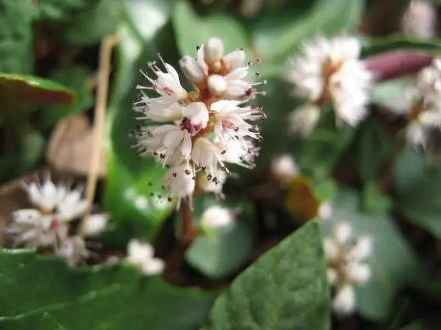 可愛い山野草｜園芸日記by梢｜みんなの趣味の園芸｜85620