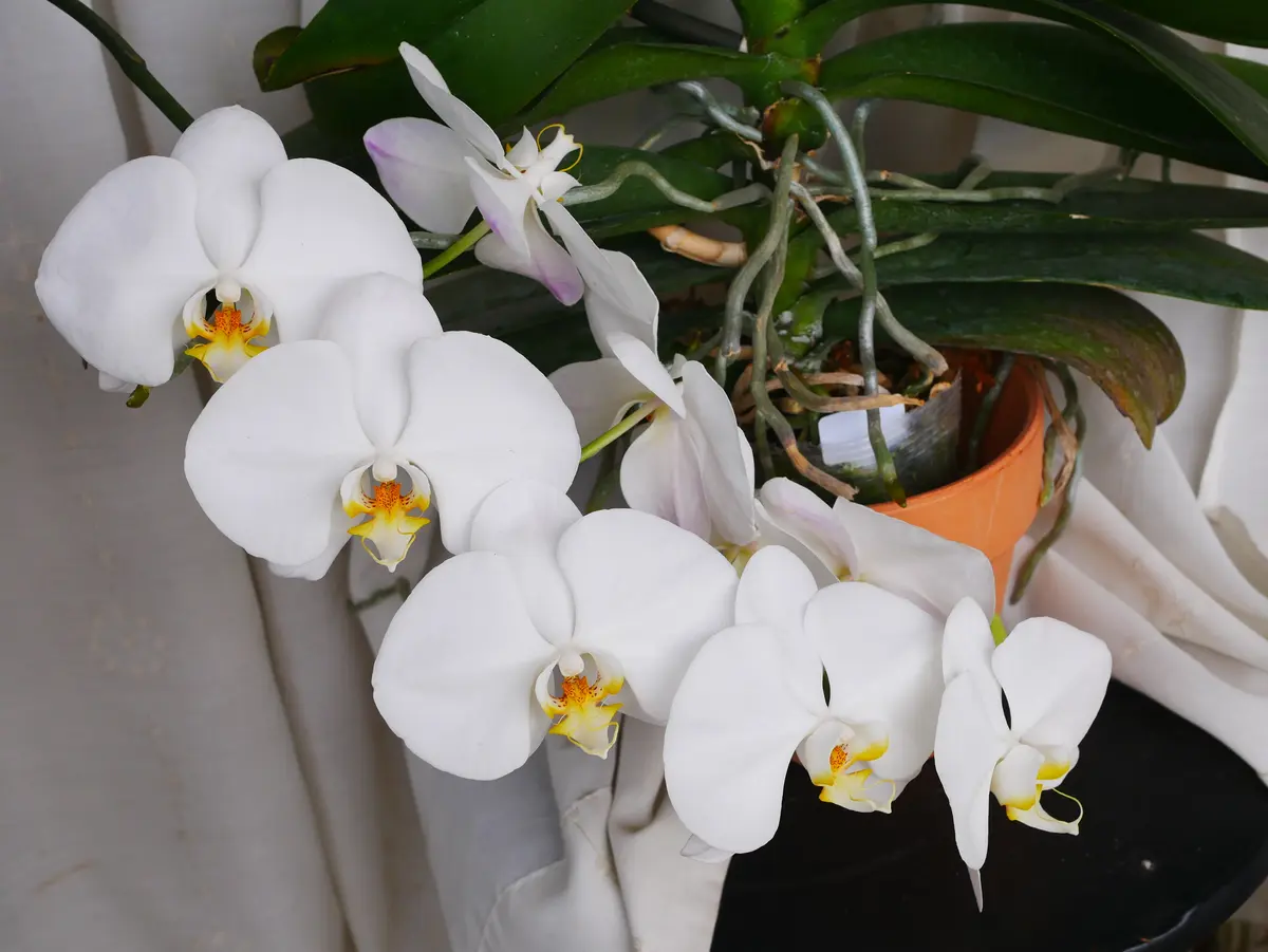 胡蝶蘭 二番花は今のところ9輪まで咲きました｜園芸日記byうめ