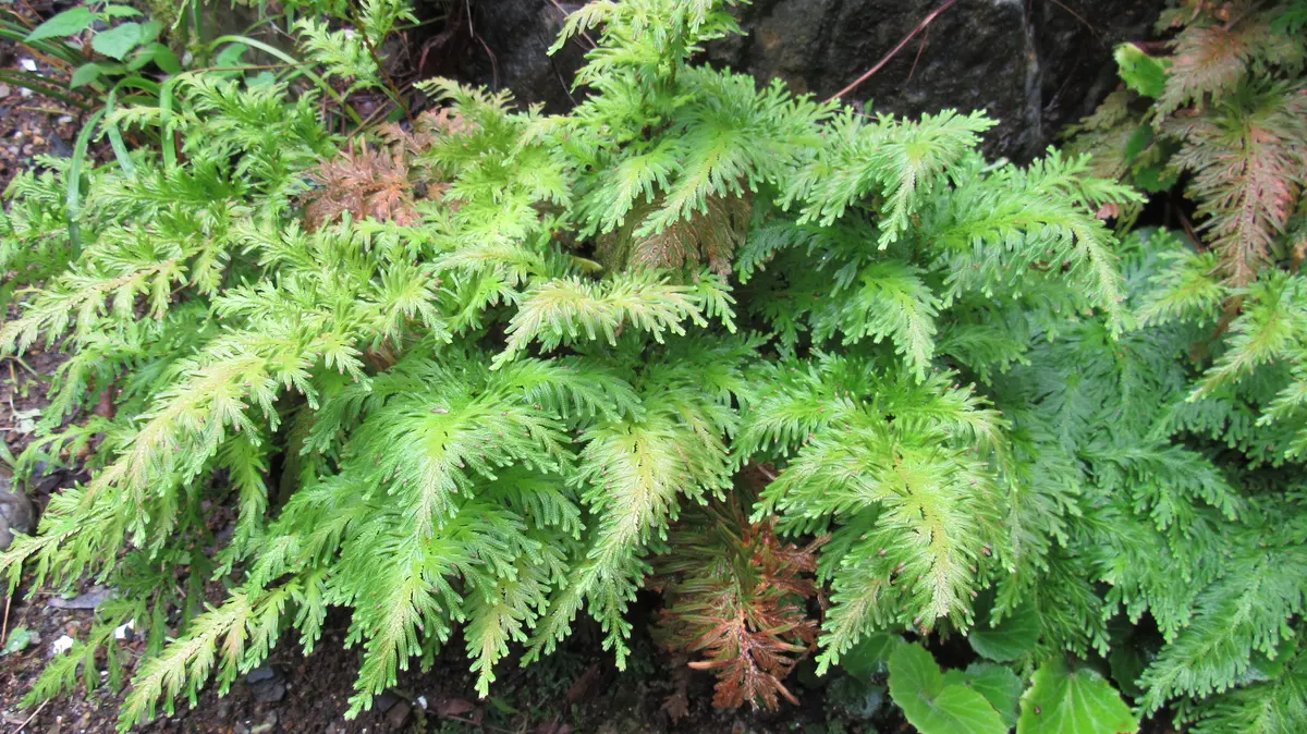 裏庭で野草化した黄金シダ｜園芸日記byshinji70｜みんなの趣味の