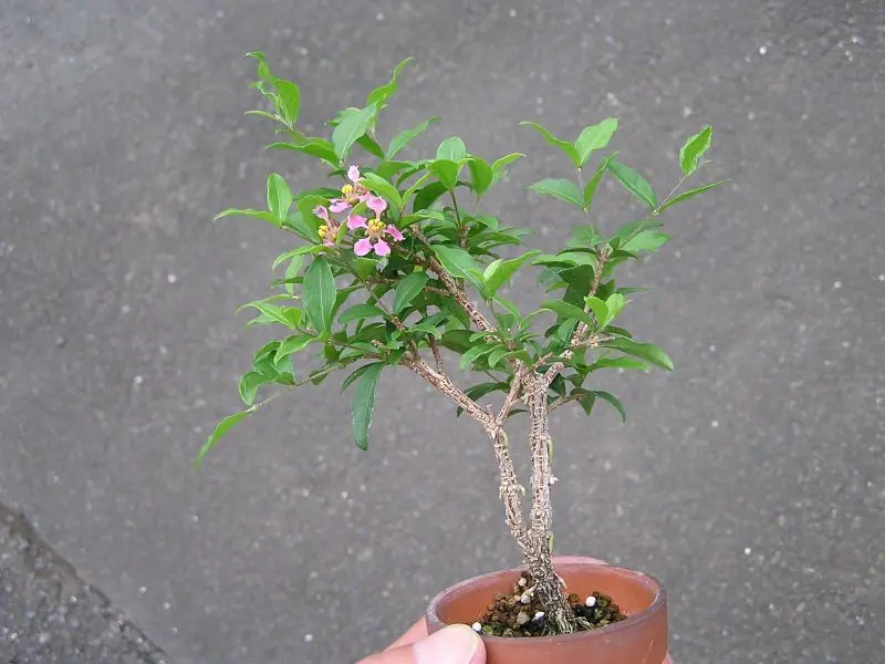 ミニ盆栽・ミニアセロラ｜園芸日記byたっちゃん｜みんなの趣味の