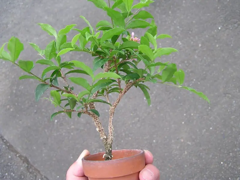 ミニ盆栽・ミニアセロラ｜園芸日記byたっちゃん｜みんなの趣味の園芸