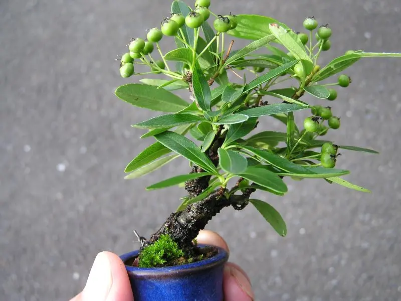 ミニ盆栽・ピラカンサス｜園芸日記byたっちゃん｜みんなの趣味の園芸