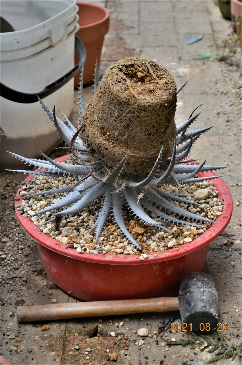 ① ディッキア ダコタ ディッキア ダコタ 斑入り 大型分頭株