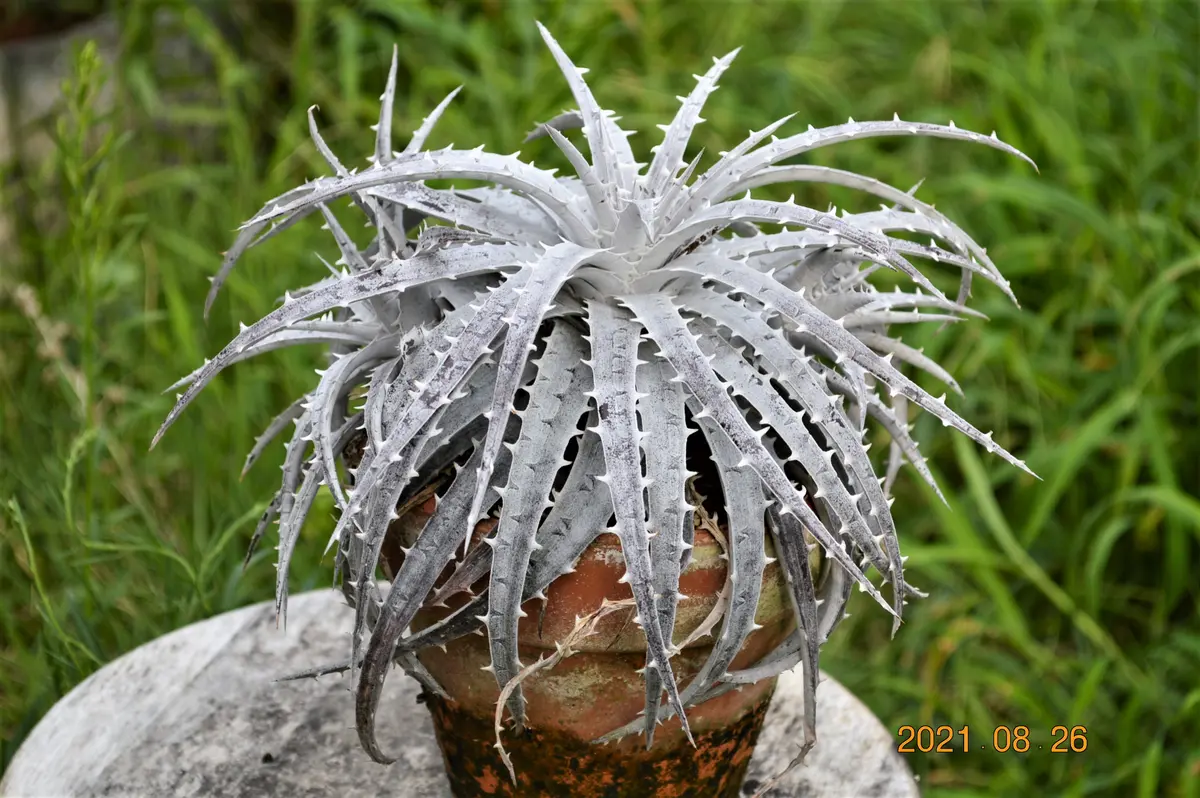 ディッキアの植え替え その2｜園芸日記by鹿せんべい｜みんなの趣味の