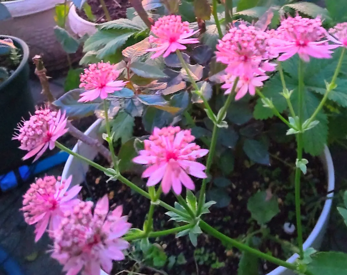 夜明けの花💠｜園芸日記byjictenko｜みんなの趣味の園芸｜859443