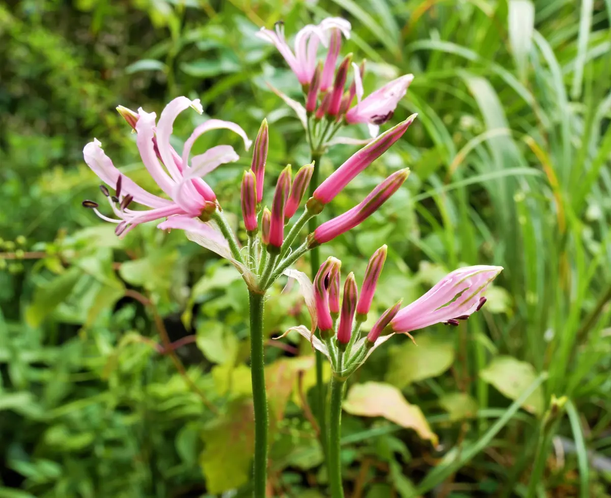 ツルボなどの小さなお花たち 園芸日記byおれんじぺこ 859584
