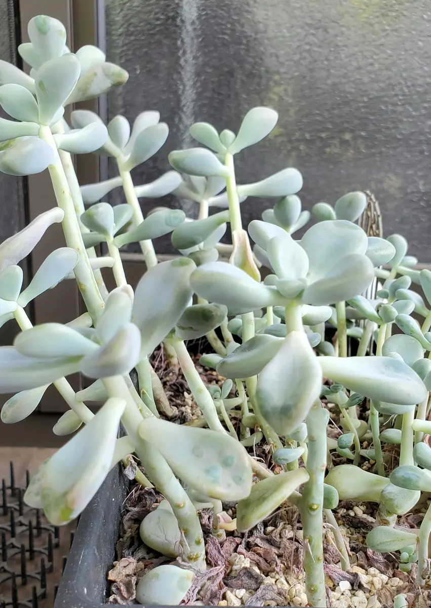 多肉植物 だるま秀麗♡4頭♡抜き苗 考えるだけで頭がぐるぐる