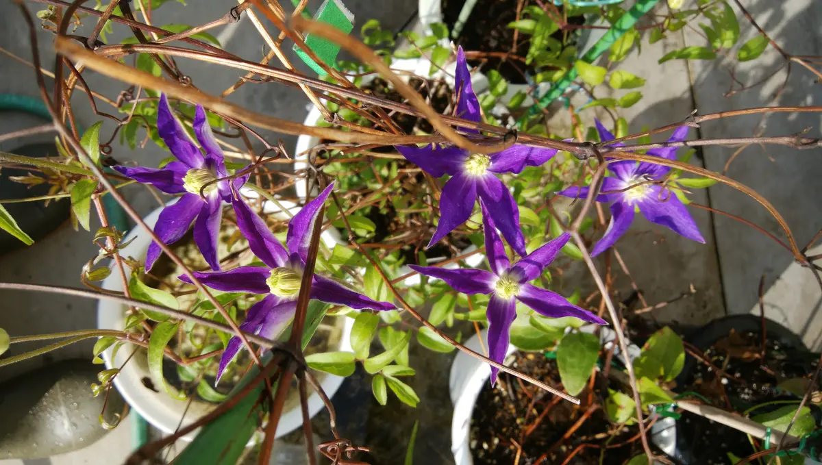 クレマチス,こゆき,２番花｜園芸日記byこれでパスタ自慢!｜みんなの趣味の園芸｜859605