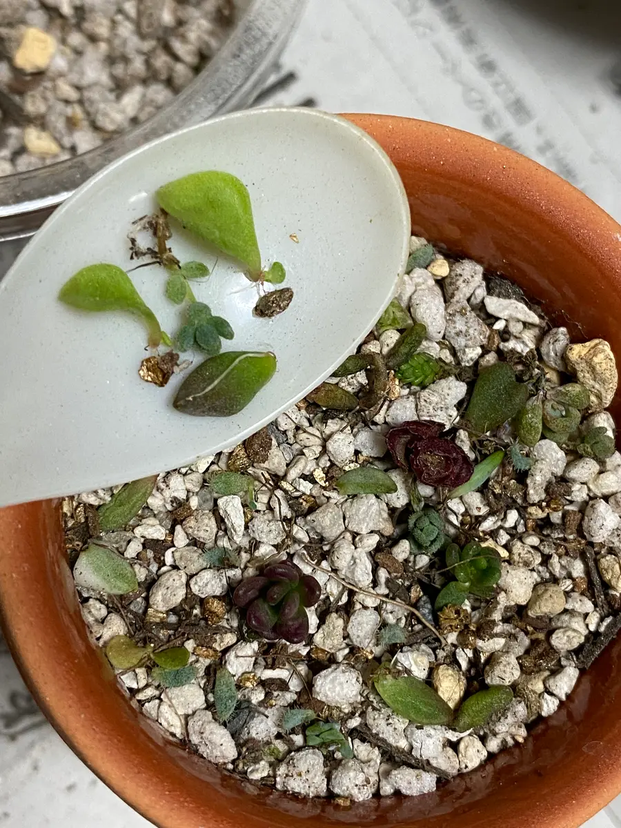 多肉植物葉挿しが成功したら｜園芸日記byあじ駒｜みんなの趣味の