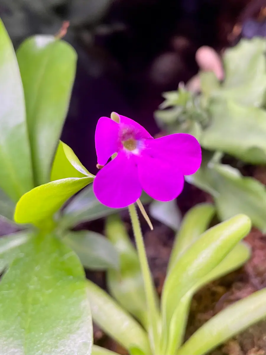 毒花 道端の危険な雑草】雑草化した不思議な怖いお花。花言葉は「愚か」今日