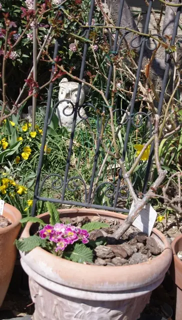 バラの接ぎ木 その後｜園芸日記byボタンちゃん｜みんなの趣味の園芸｜86154