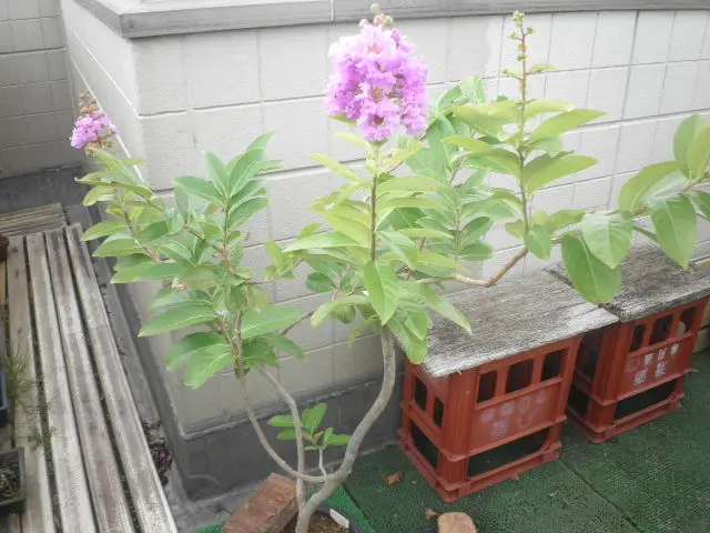オオバナサルスベリ鉢植え 開花中 特大 80cm 現品 9-1 - メルカリ