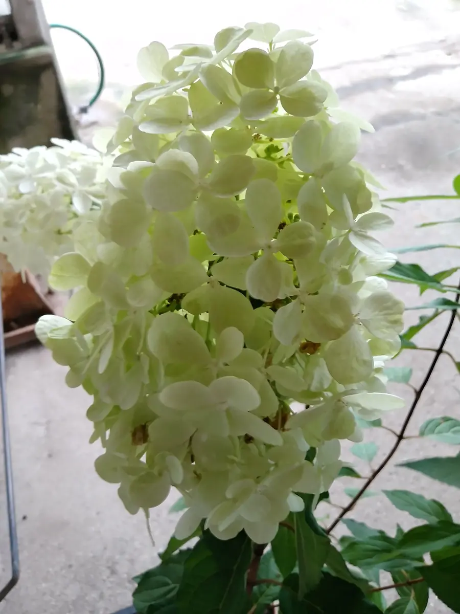 ハイドランジア カトレア Seminole （Cattleya Seminole