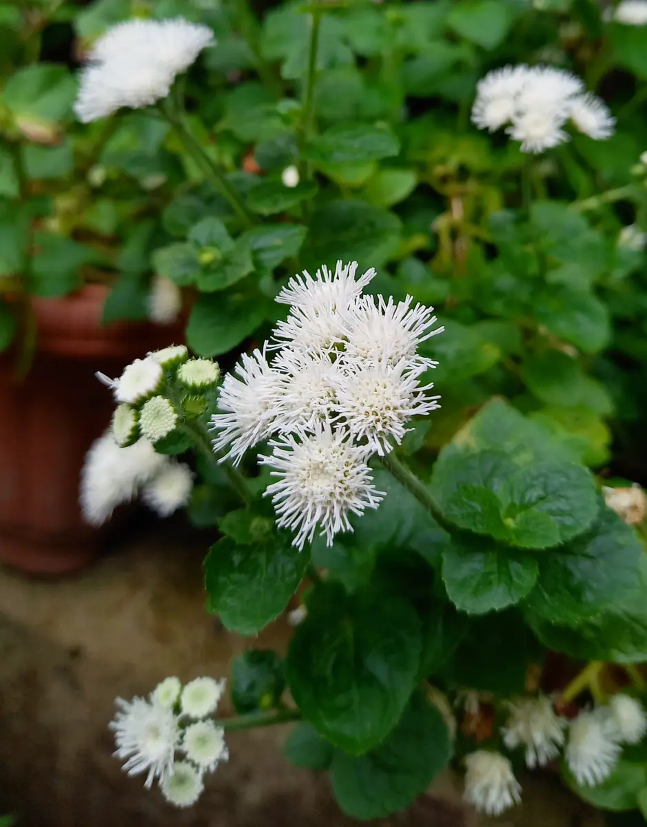 ホヤの日記一覧|ゆきみん♪さんの園芸日記-みんなの趣味の園芸