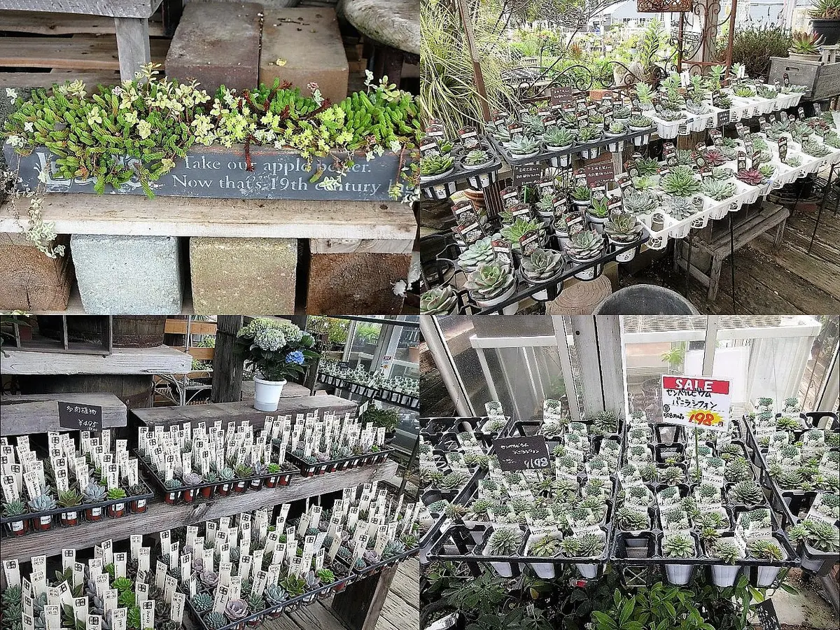 momomiru様多肉植物棚DQ-RB2 momomiru様多肉植物棚DQ-RB2