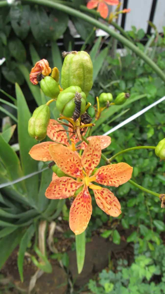 ヒオウギの日記一覧|shinji70さんの園芸日記-みんなの趣味の園芸