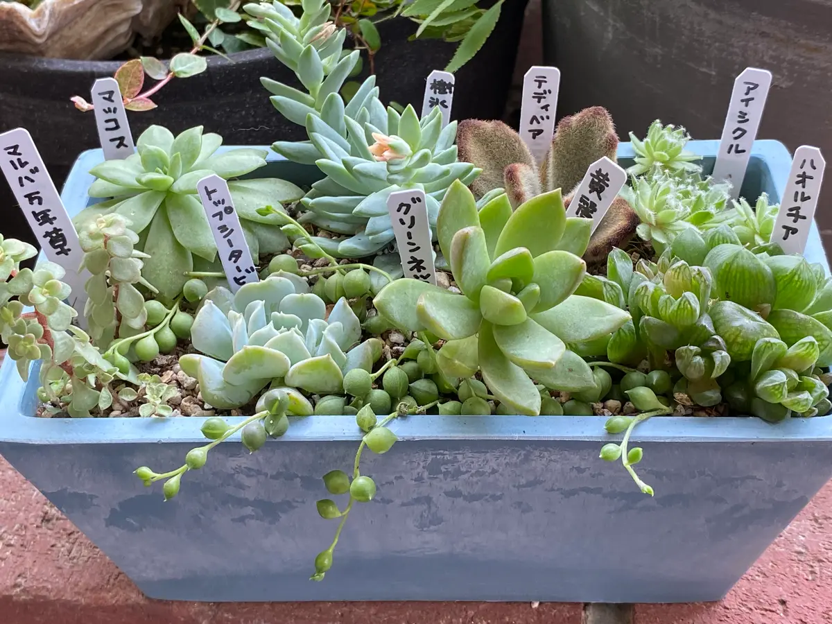 9種の多肉寄せ植え(*´∀｀)♪｜園芸日記byあじ駒｜みんなの趣味の園芸